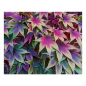 Poster Coloré Feuille d'érable d'automne (Devant)