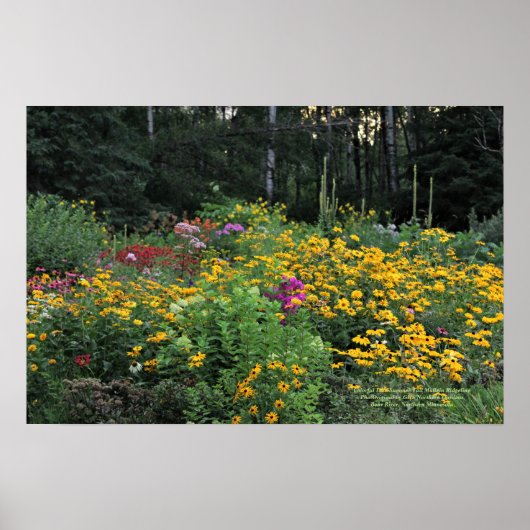 Poster Coloré Fin Été Grand Wild Mullein (Devant)