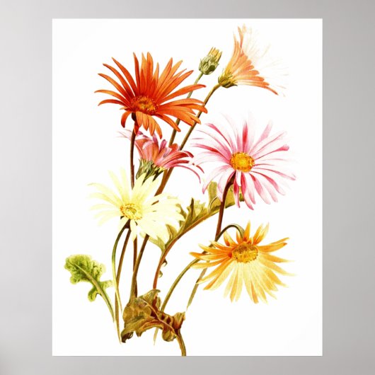 Poster coloré Gerbera Daisy Wallart (Devant)