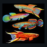 Poster coloré Killifish<br><div class="desc">Peinture de quatre kilos de poisson par Carolyn McFann,  dessinatrice et dessinatrice,  imprimée sur un poster de qualité pour les amateurs d'aquarium et de poissons.</div>