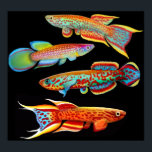 Poster coloré Killifish<br><div class="desc">Peinture de quatre kilos de poisson par Carolyn McFann, dessinatrice et dessinatrice, imprimée sur un poster de qualité pour les amateurs d'aquarium et de poissons.</div>