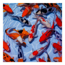 Poster coloré Koi Pool Wall Art