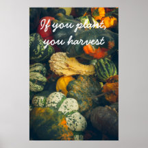 Coloré squash d'automne et citrouille