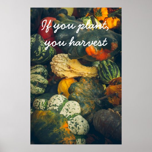 Poster Coloré squash d'automne et citrouille (Devant)