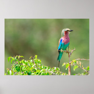 Poster Colorful