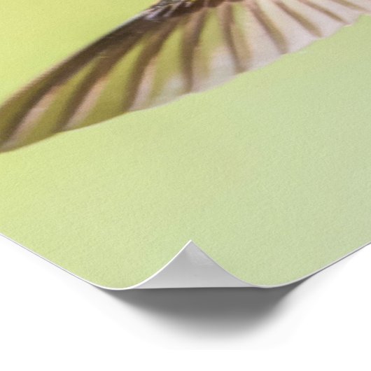 Poster Colorful (Coin)