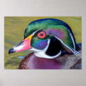 Poster Colorful Duck Close (Devant)
