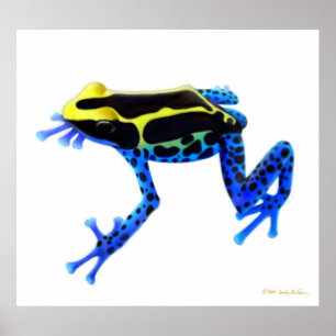 Poster Colorful Dyeing Poison Frog Print