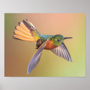 Poster Colorful Hummingbird Flying