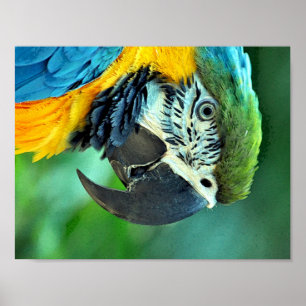 Poster Colorful macaw parrot