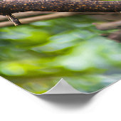 Poster Colorful Macaw Parrots Perched Together (Coin)