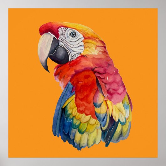 Poster Colorful Parrot Watercolor Illustration (Devant)