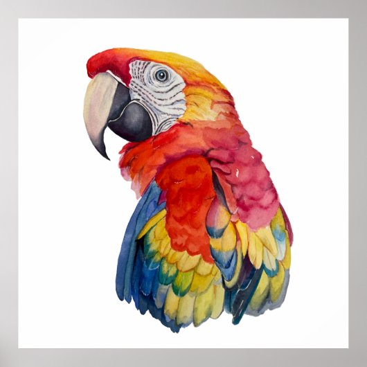 Poster Colorful Parrot Watercolor Illustration (Devant)
