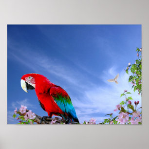 Poster Colorful Tropical Parrot