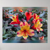 Poster Colors de Summer (Devant)