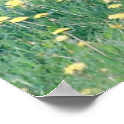 Poster Colt dans le champ de Dandelion (Coin)