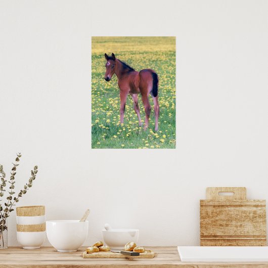 Poster Colt dans le champ de Dandelion (Cuisine)