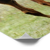 Poster Colt d'élevage (Coin)