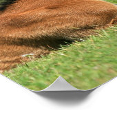 Poster Colt reposant dans l'impression en herbe (Coin)