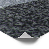 Poster Columba livia domestica (Coin)