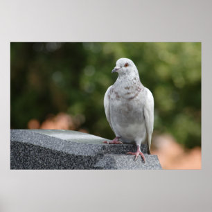 Poster Columba livia domestica