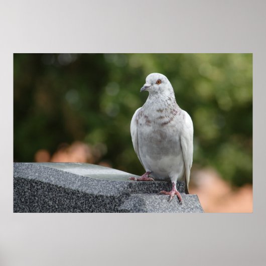 Poster Columba livia domestica (Devant)