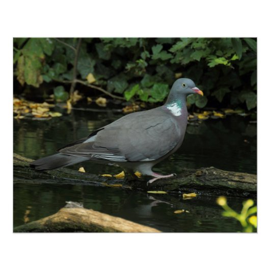 Poster Columba palumbus (Devant)
