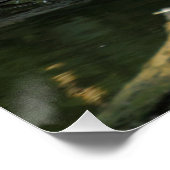 Poster Columba palumbus (Coin)