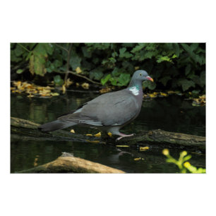 Poster Columba palumbus