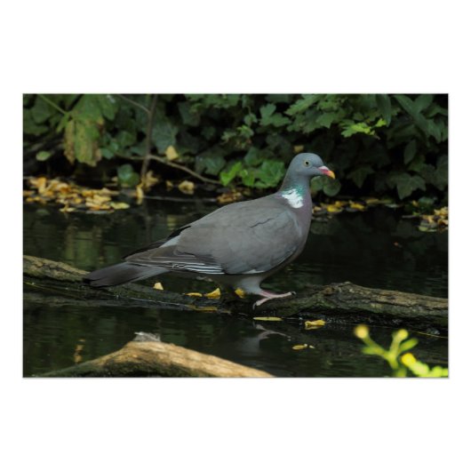 Poster Columba palumbus (Devant)
