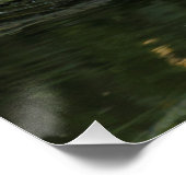 Poster Columba palumbus (Coin)