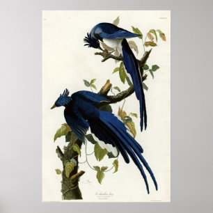 Poster Columbia Jay Birds of America par James Audubon