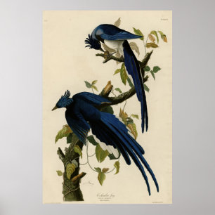 Poster Columbia Jay de Audubon's Birds of America