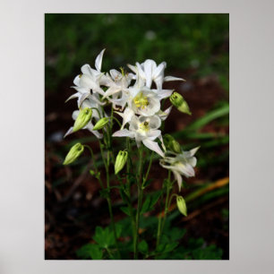 Poster Columbine blanc avec l'abeille