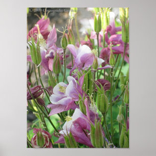 Poster COLUMBINE FLEURIT l'affiche
