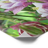 poster COLUMBINE FLEURS (Coin)