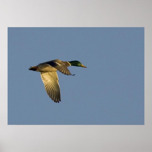 Poster colvert volant à ciel ouvert (Devant)