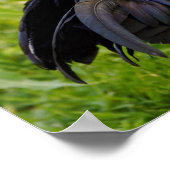 Poster Combattre le coq (Coin)