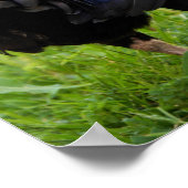 Poster Combattre le coq (Coin)