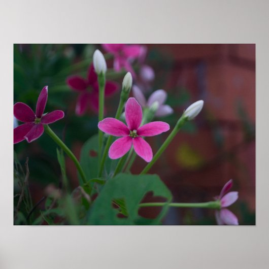 Poster Combretum indicum (Devant)