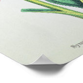 Poster Comfrey commun, plaque MCXVI, c.1800 (Coin)