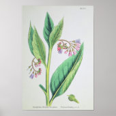 Poster Comfrey commun, plaque MCXVI, c.1800 (Devant)