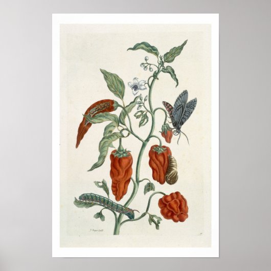 Poster Comfrey, de 'A Curious Herbal', 1782 (couleur eng (Devant)