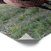 Poster Comité d'accueil du Vermont Sheep (Coin)