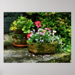 Poster COMMENCER AU-DESSOUS DE $20 - géraniums et fleurs