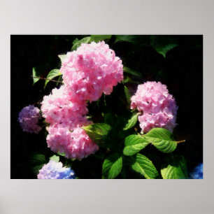 Poster COMMENCER AU-DESSOUS DE $20 - hortensia en soleil
