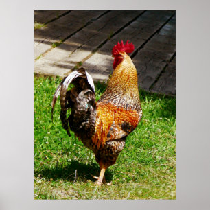 Poster COMMENCER AU-DESSOUS DE $20 - pavanement du coq