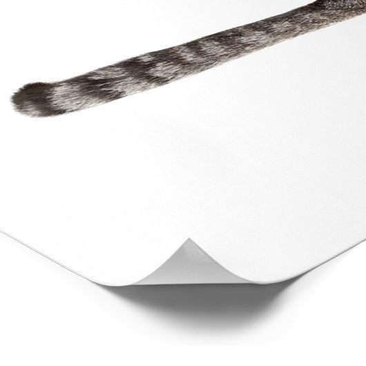 Poster Comment attraper une souris (Coin)