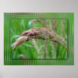 Poster Comment l'herbe grandit