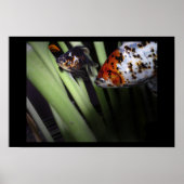 Poster commerce de poissons (Devant)